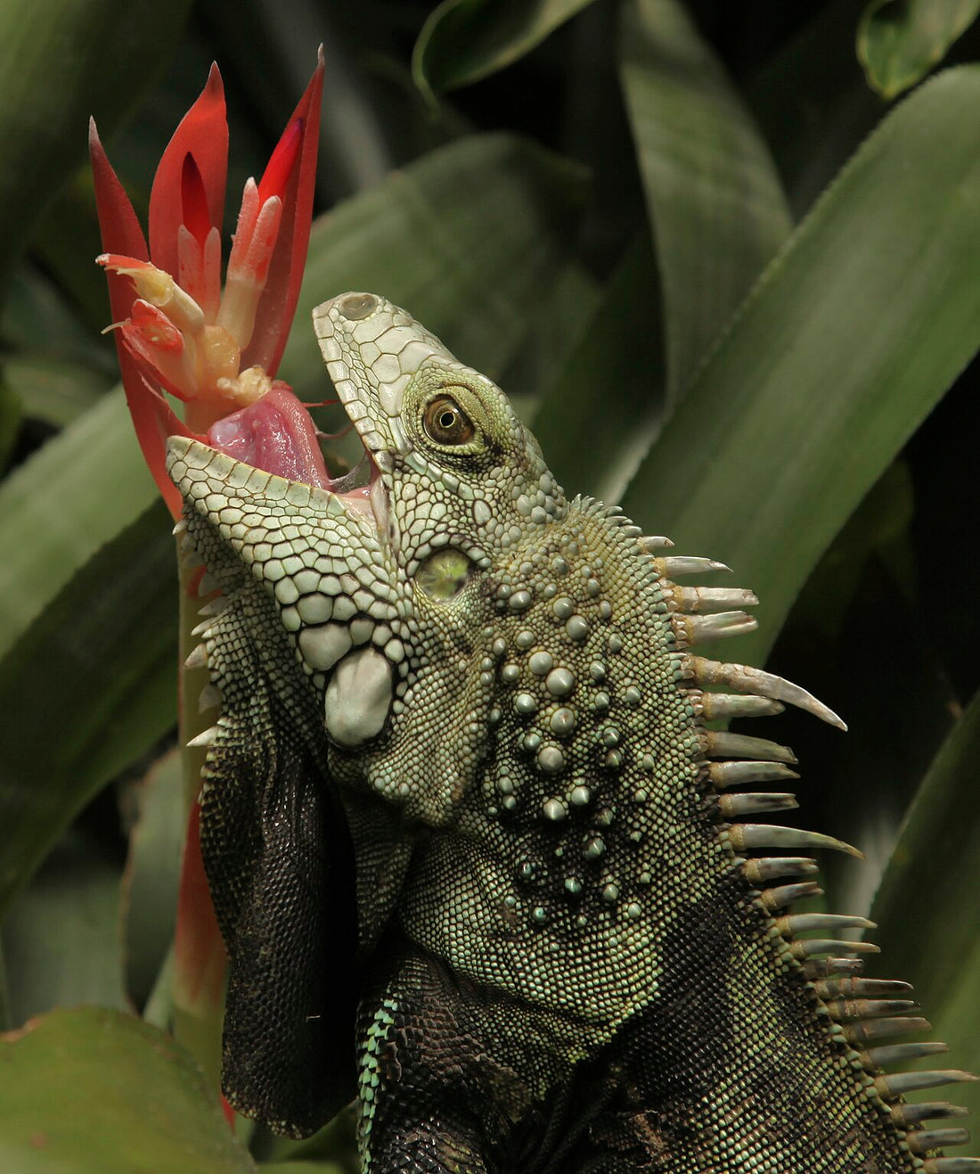 Airgun Hunting for Invasive Species: Iguanas, Feral Hogs