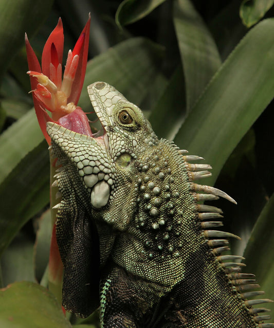 Airgun Hunting for Invasive Species: Iguanas, Feral Hogs